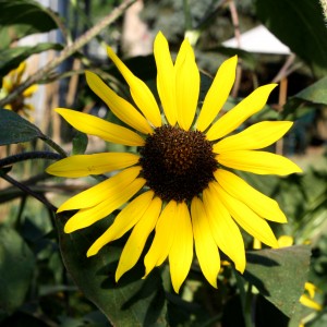 Yellow Sunflower - Free High Resolution Photo
