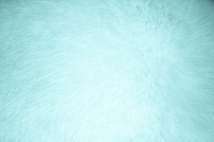 Aqua Colored Fur Texture - Free High Resolution Photo