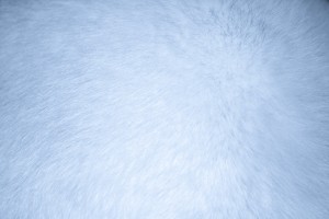 Baby Blue Fur Texture - Free High Resolution Photo