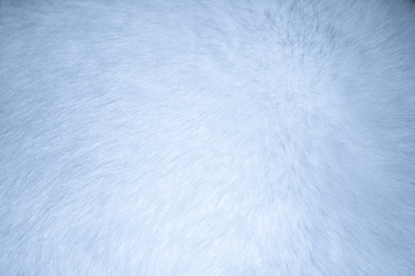Baby Blue Fur Texture - Free High Resolution Photo
