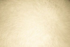 Beige Fur Texture - Free High Resolution Photo