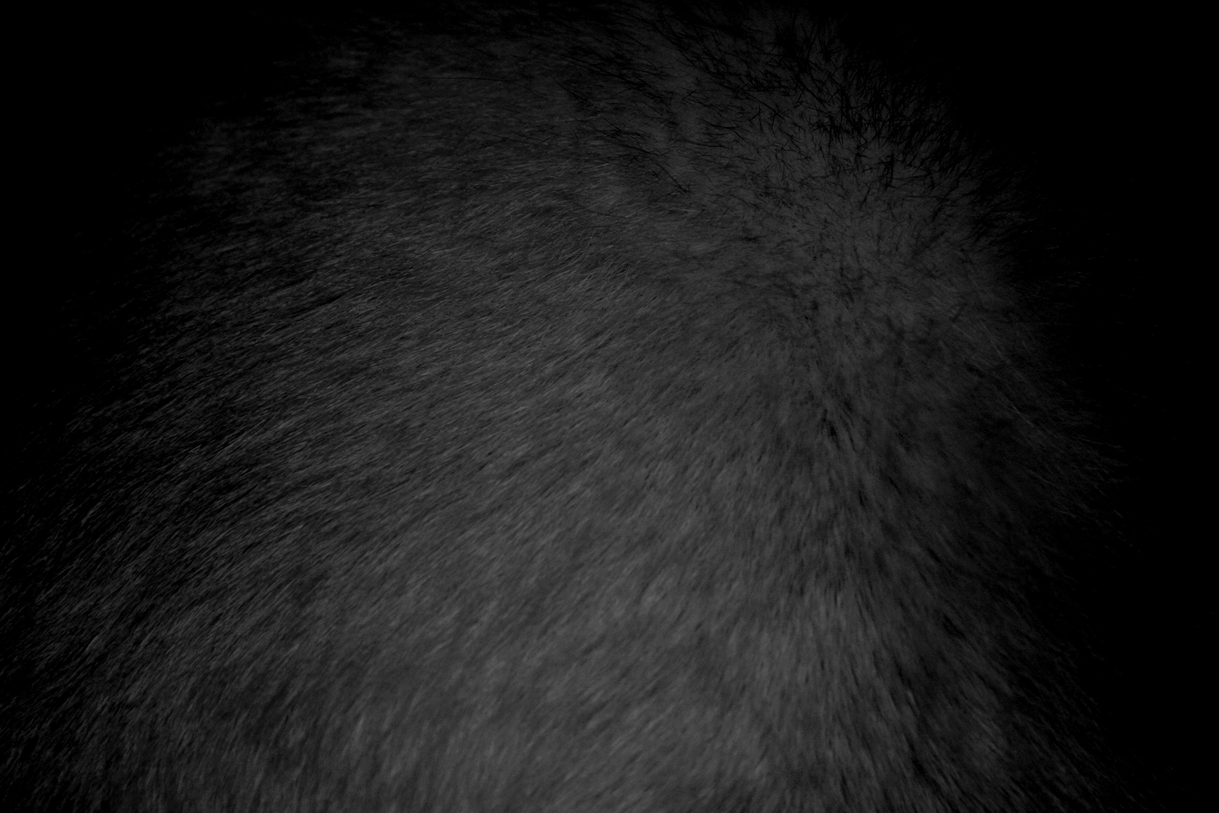 Black Fur Texture Picture, Free Photograph