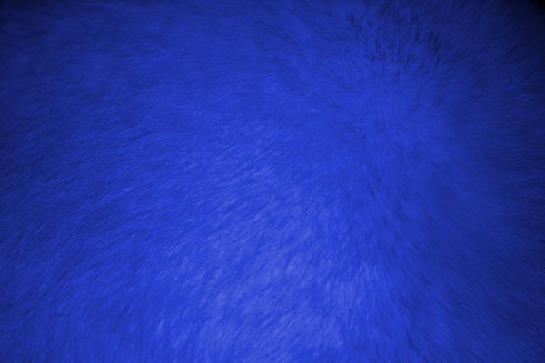 Blue Fur Texture - Free High Resolution Photo