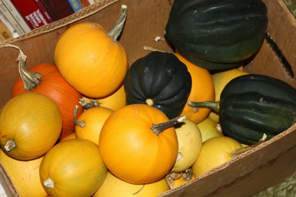 Box Full of Squash - Free High Resolution Photo