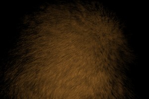 Brown Fur Texture - Free High Resolution Photo