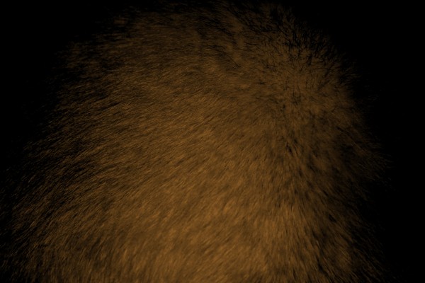 Brown Fur Texture - Free High Resolution Photo