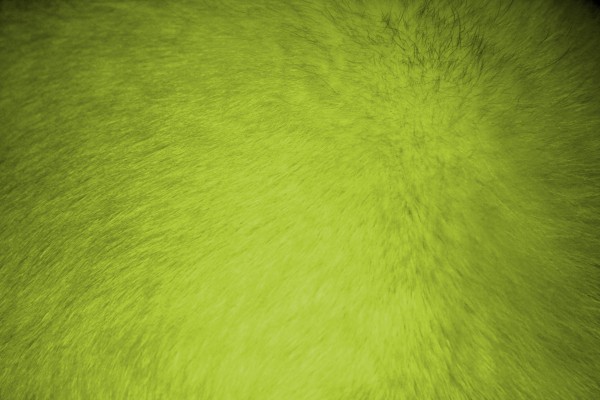 Chartreuse Fur Texture - Free High Resolution Photo