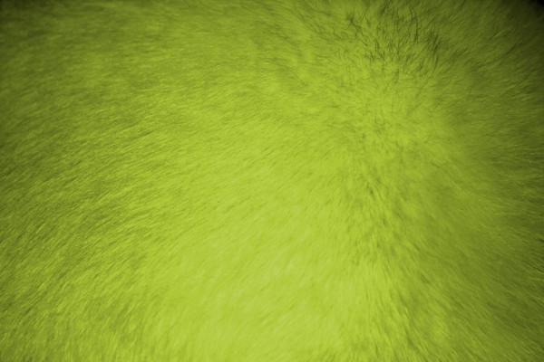Chartreuse Fur Texture - Free High Resolution Photo
