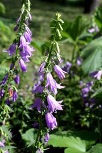 Creeping Bellflowers - Free High Resolution Photo