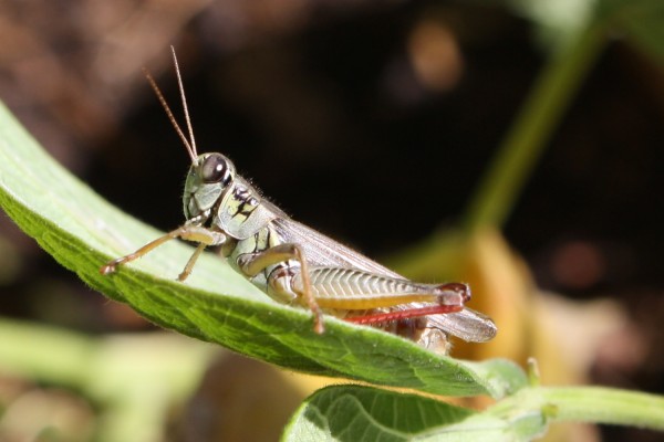Grasshopper - Free Photo