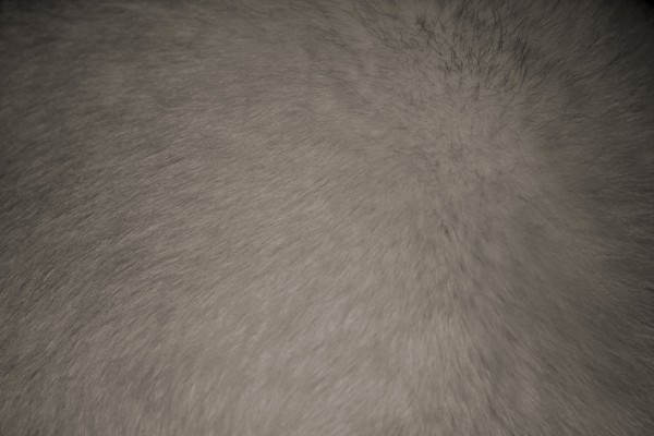 Gray Fur Texture - Free High Resolution Photo