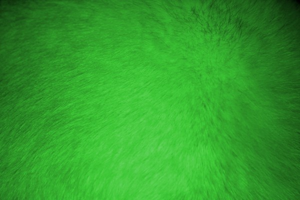 Neon Green Fur Texture - Free High Resolution Photo