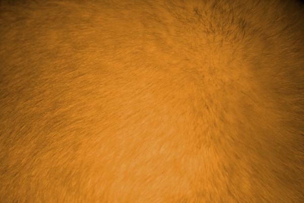 Orange Fur Texture - Free High Resolution Photo