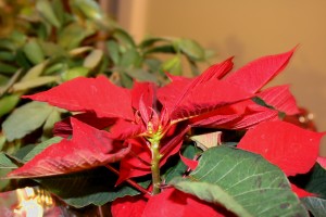 Poinsettia Plant - Free High Resolution Photo