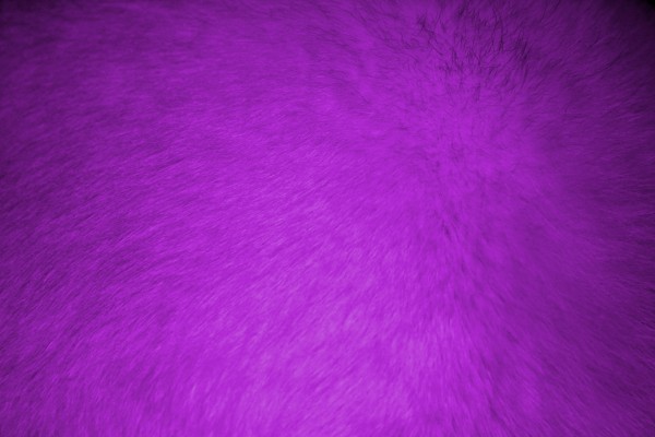 Purple Fur Texture - Free High Resolution Photo