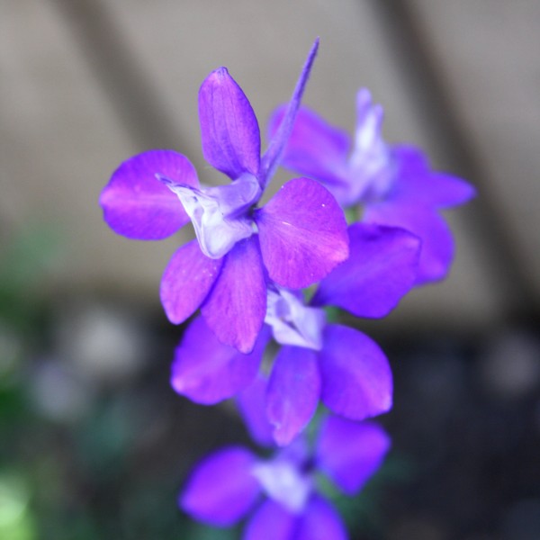 Purple Larkspur Flower - Free High Resolution Photo