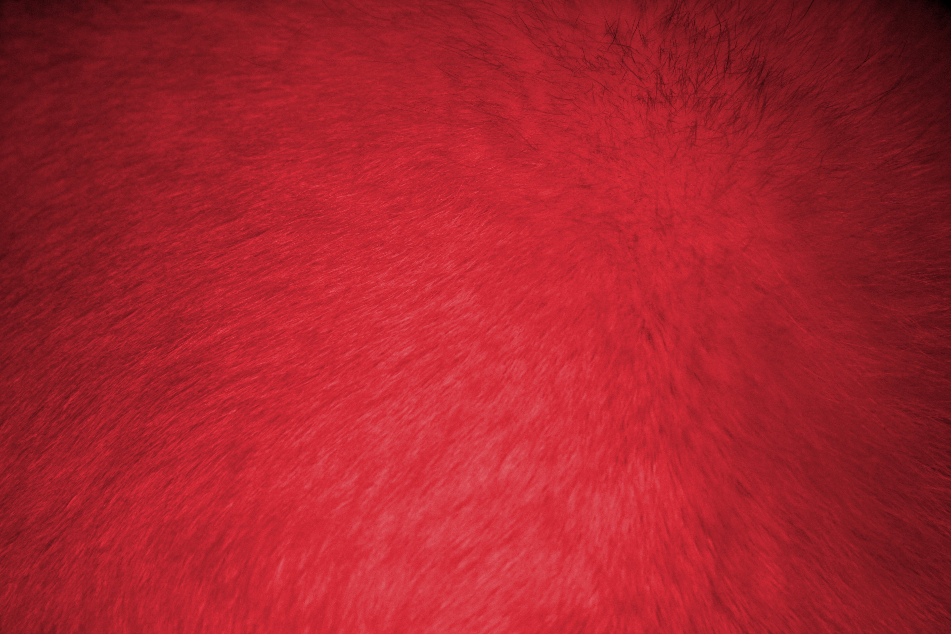 Red Fur Texture Picture, Free Photograph