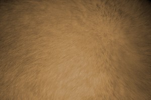 Tan or Light Brown Fur Texture - Free High Resolution Photo