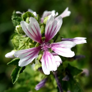 White Flower with Pink Stripes. Zebra Mallow. Free High Resolution Photo
