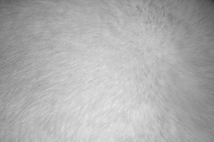 White Fur Texture - Free High Resolution Photo