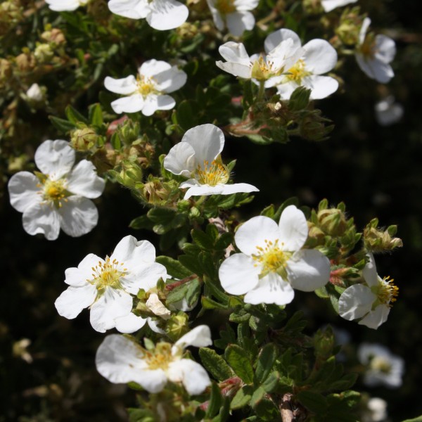 White Wildflower Blossoms - Free High Resolution Photo