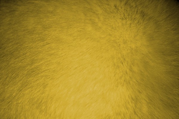 Yellow Fur Texture - Free High Resolution Photo