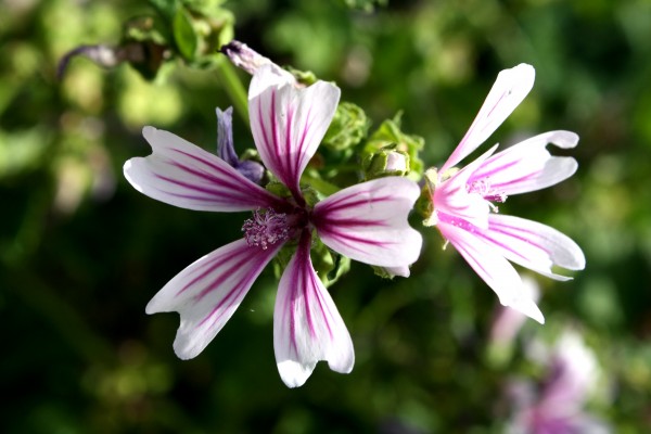 Zebra Mallow Flower Malva Sylvestris with white petals and purple stripes