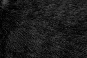 Black Cat Fur Texture - Free High Resolution Photo