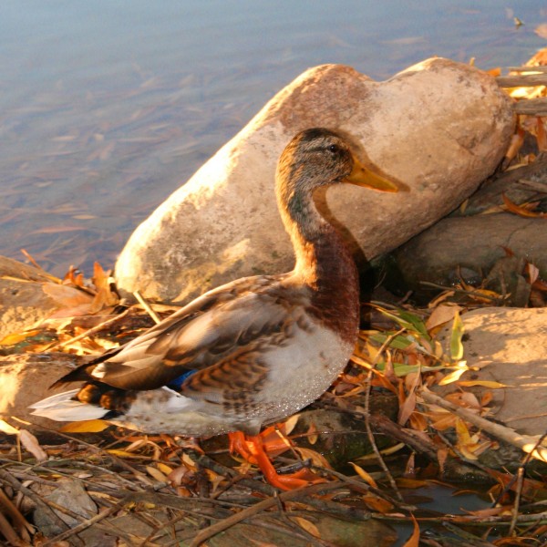Duck by Edge of Water - Free High Resolution Photo
