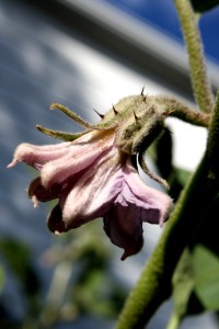 Eggplant Blossom - Free high resolution Photo