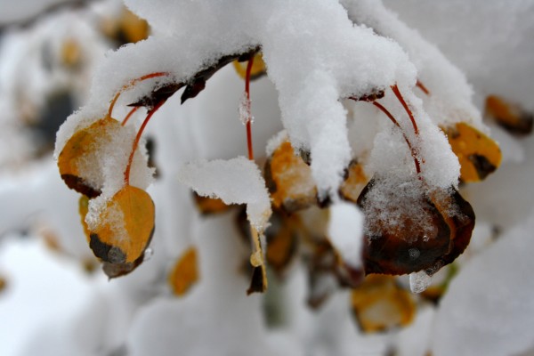 Fall Aspen Leaves Covered with Snow - Free High Resolution Photo