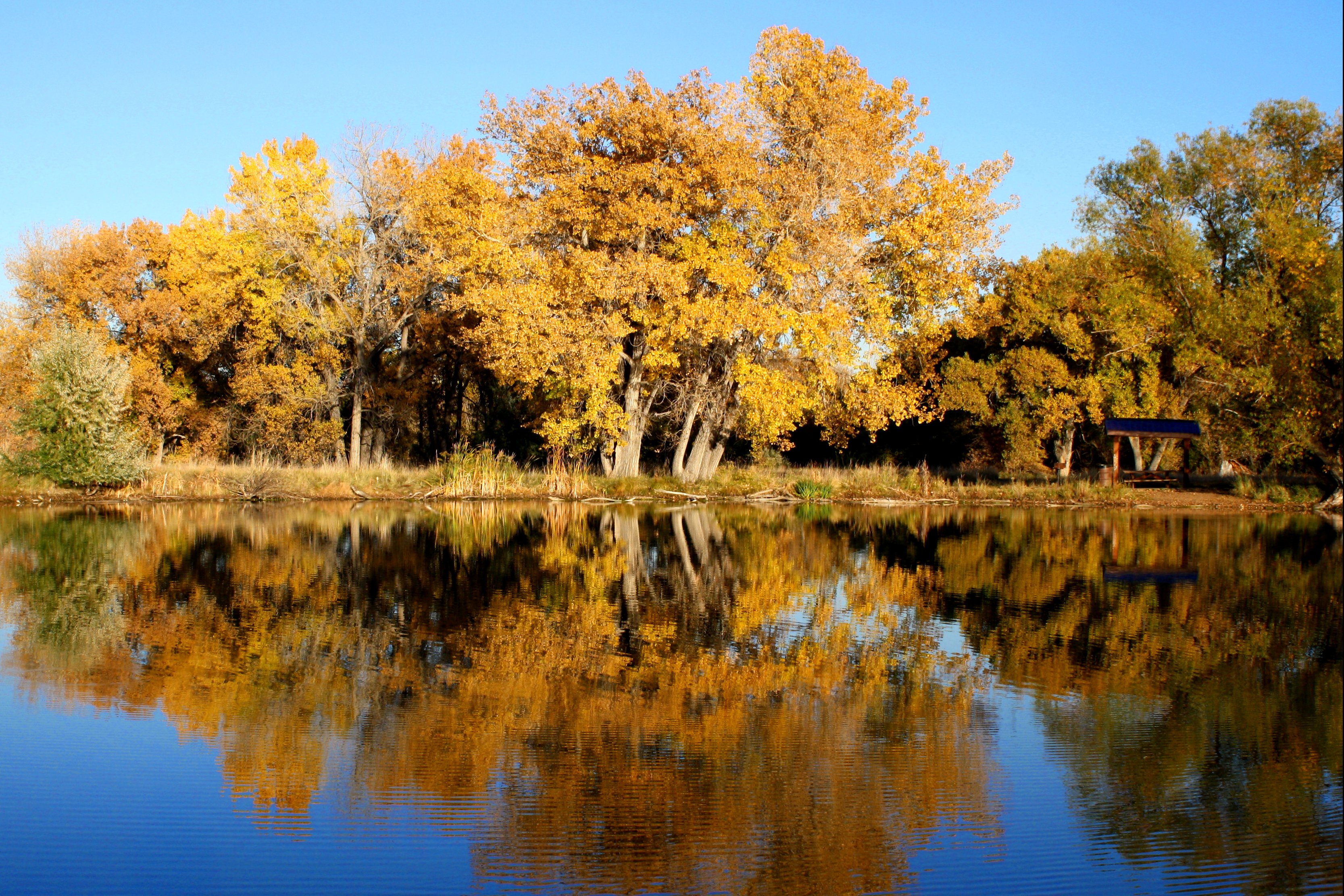 Fall Trees Reflected in Lake Fall Trees Reflected in Lake - Free High Resolution Photo