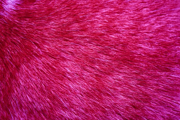 Fuchsia Fur Texture - Free High Resolution Photo