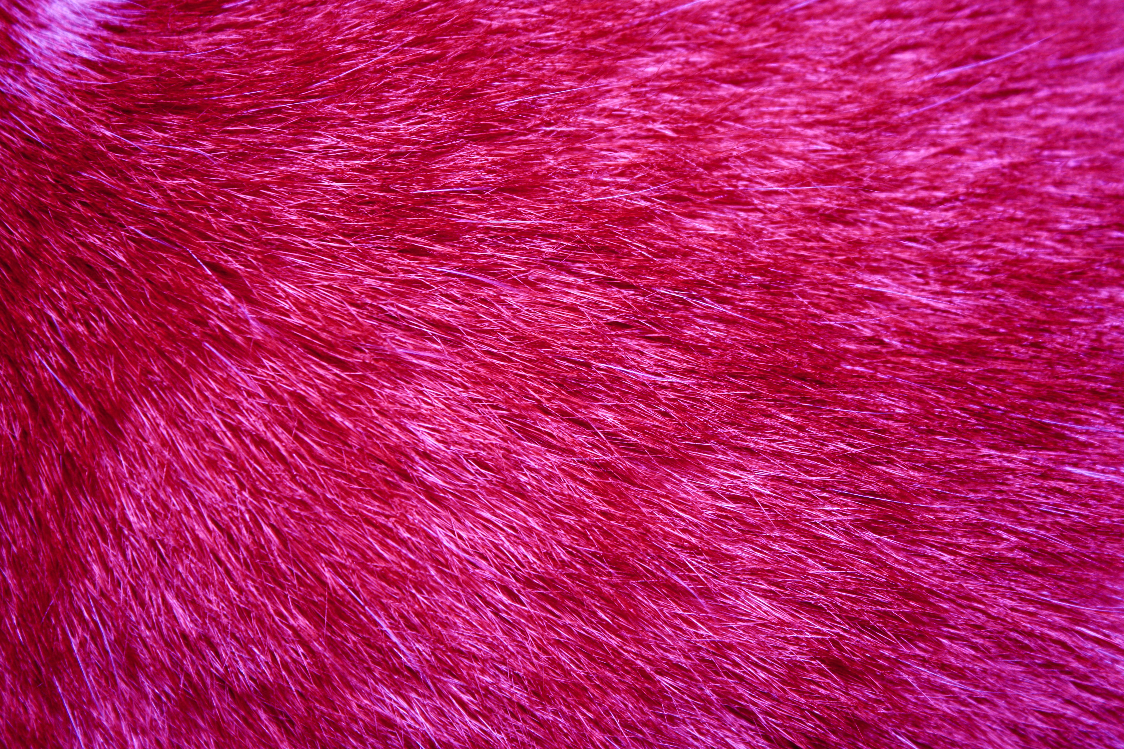 Red Tabby Fur Texture Picture, Free Photograph