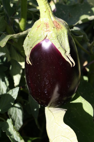 Garden Eggplant - Free high resolution photo