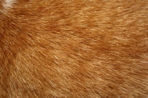 Orange Tabby Cat Fur Texture - Free High Resolution Photo