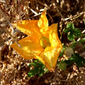 Squash Blossom - Free high resolution photo