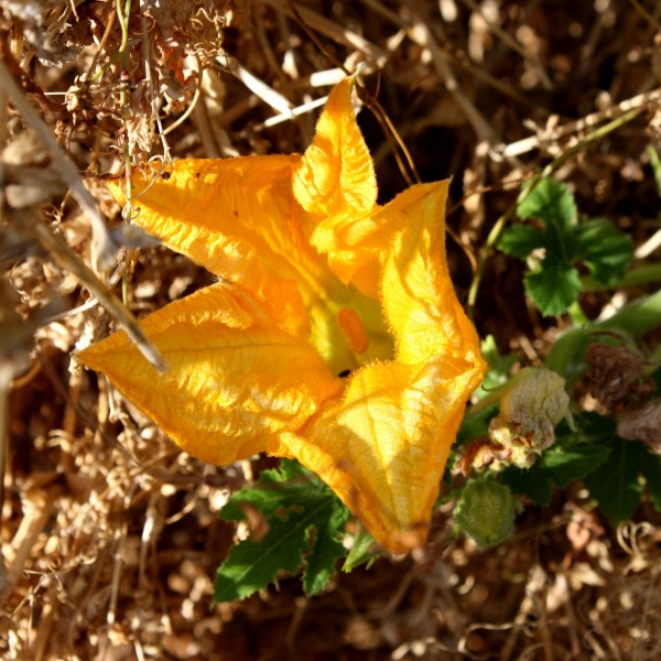 Squash Blossom - Free high resolution photo