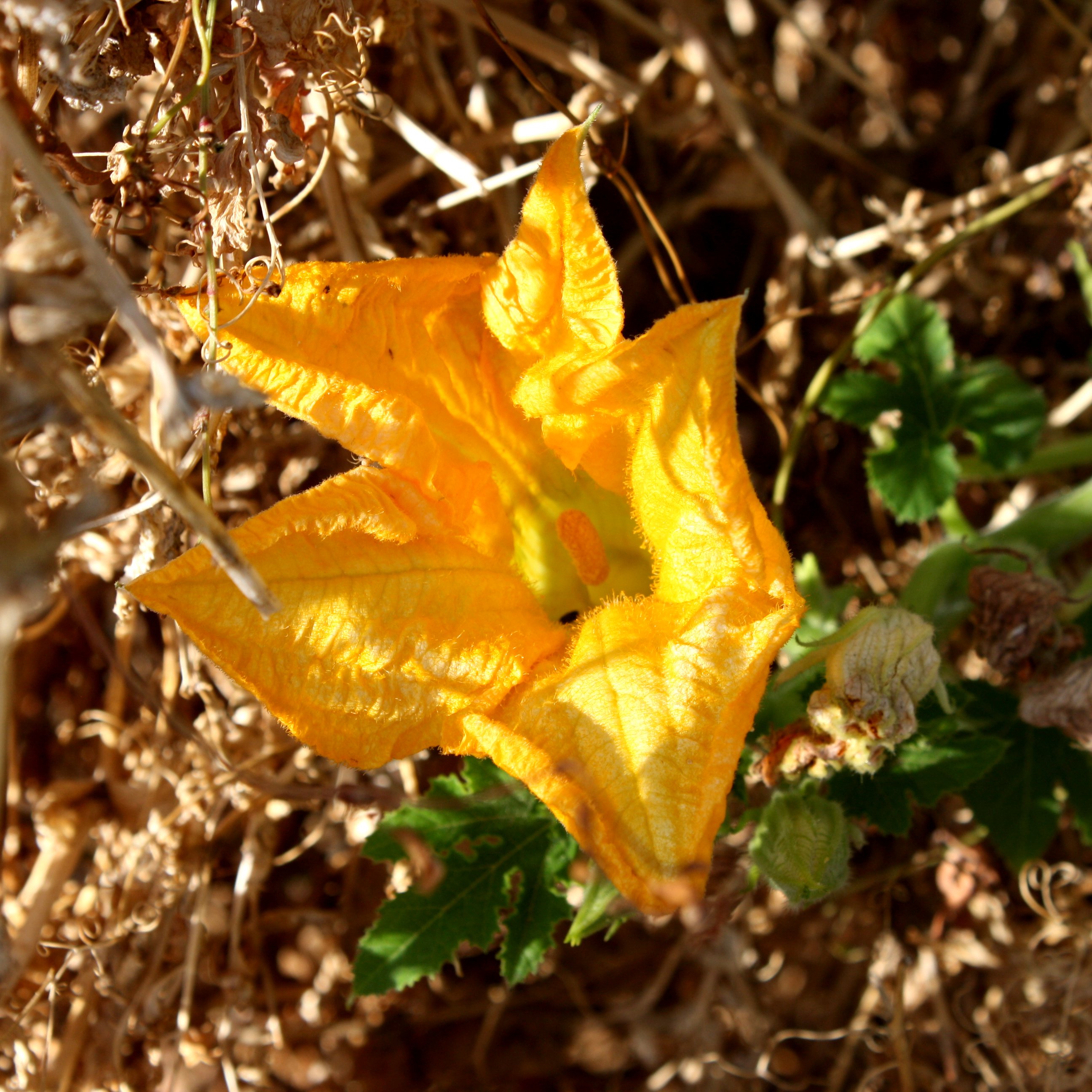 Squash Blossom 