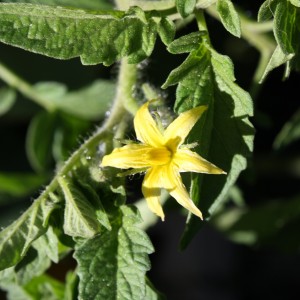 Tomato Blossom - Free High Resolution Photo