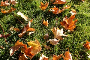 Autumn Maple Leaves on the Grass - Free High Resolution Photo