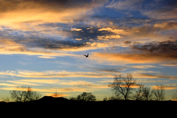 Bird Flying at Sunset - Free High Resolution Photo