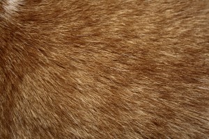 Brown Cat Fur Texture - Free High Resolution Photo