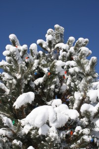 Christmas Lights on Snowy Tree - Free High Resolution Photo