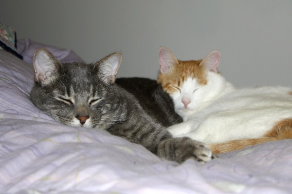 Cuddling Cats - Free High Resolution Photo