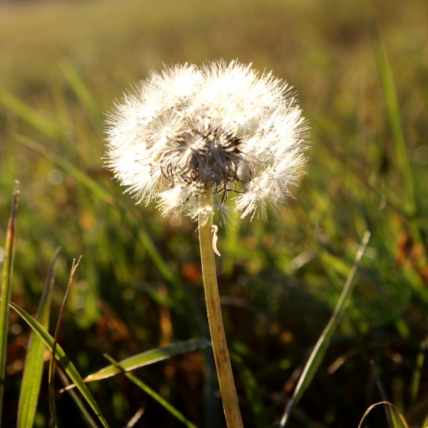Dandelion Seed Puff in Sunlight - Free High Resolution Photo