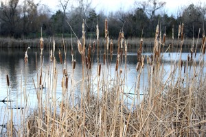 Dry Cattails by Edge of Pond - Free High Resolution Photo