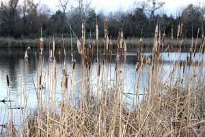 cattails pond 2592