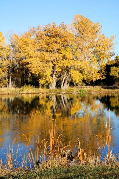Fall Colors Reflected in Water - Free High Resolution Photo