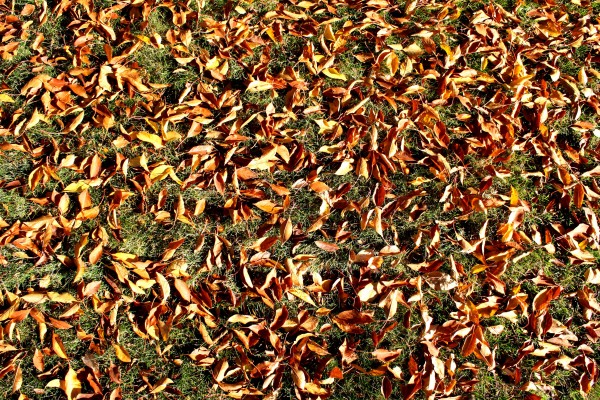 Fall Leaves on Grass Texture - Free High Resolution Photo